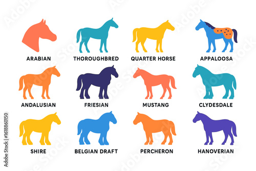 Colorful silhouette horse breeds: educational guide to equine diversity