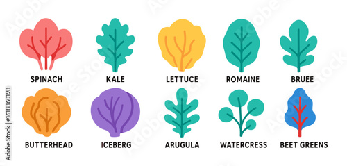 Colorful leafy greens collection: spinach, kale, lettuce, and more in flat style