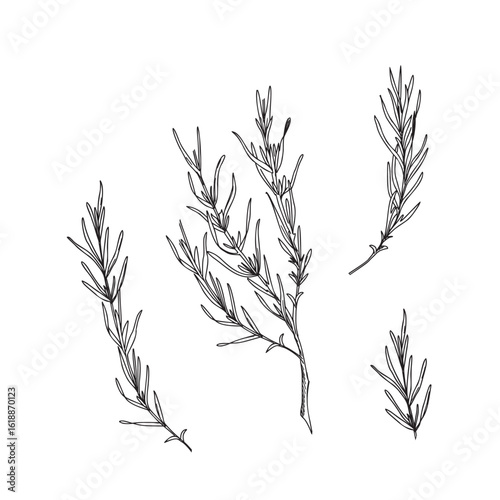 Lavender leaves, branches ink Black and White drawing. Hand drawn graphic Vector illustration. Line art for cards, logos and food, cosmetic design.