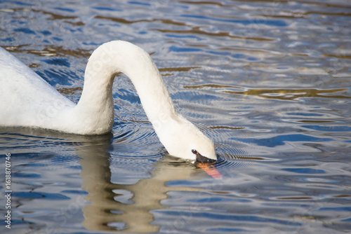 Swan scavenging for food in beautiful lake