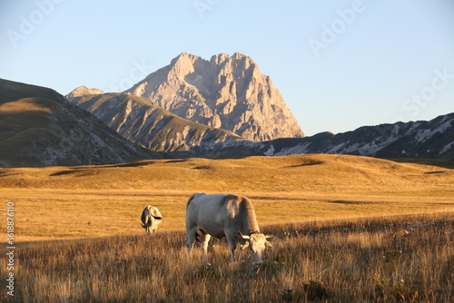 cows in the mountains