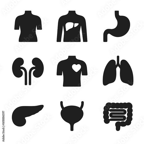 Body Organs Icons. Solid, filled icon set of body organ locations: torso silhouette, highlighted liver, stomach area, kidney