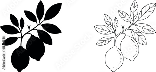 Elegant silhouette and line art illustration of a lemon branch with leaves and fruit