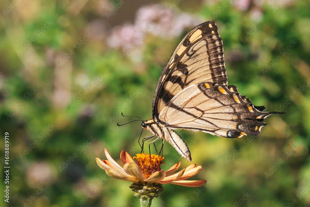 Fototapeta premium butterfly on flower