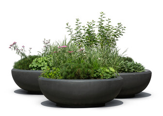 Group of green plants and flowers in large black outdoor pots, isolated on white and transparent background