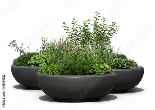 Fototapeta Naklejka Na Ścianę i Meble -  Group of green plants and flowers in large black outdoor pots, isolated on white and transparent background