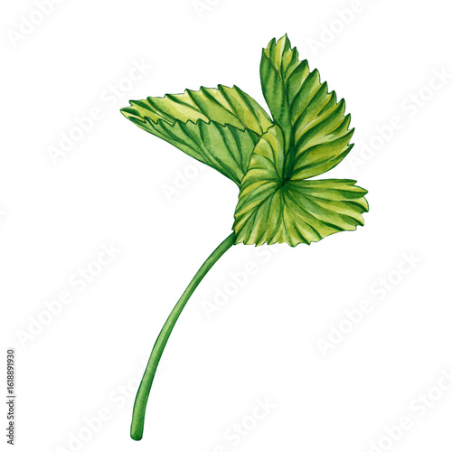 Green strawberry leaves isolated on a white background. Watercolor Illustration of a Berries plant. Hand painted watercolor illustration strawberry plant leaves. Plant with Flowers and Berries