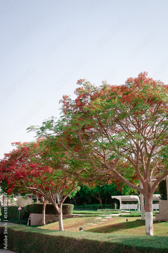 Naklejka premium Delonix Regia known as royal Poinciana, Flamboyant Tree, Flame Tree, Peacock Flower, Gulmohar