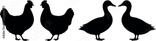Chicken and Duck Silhouettes on White, Farm Animals, Poultry