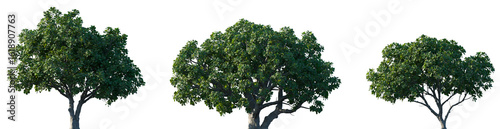 Photos Set of Ficus lyrata (commonly known as the fiddle-leaf fig, banjo fig, fiddle-le