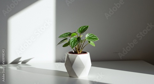 Small Potted Plant in Modern White Pot with Sunlight and Shadow - Minimalist Home Decor, Indoor Plant, Pepperomia, Clean Background