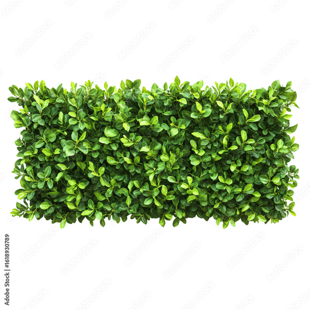 Obraz premium Green foliage background. Natural hedge or bush with fresh leaves. Isolated on transparent background. Clean environment border.
