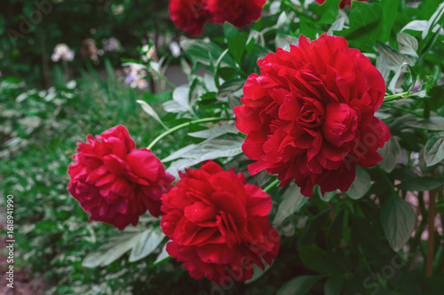 Bright red peony Carol. Ruby-colored large-flowered peony bush in the garden. Close-up
