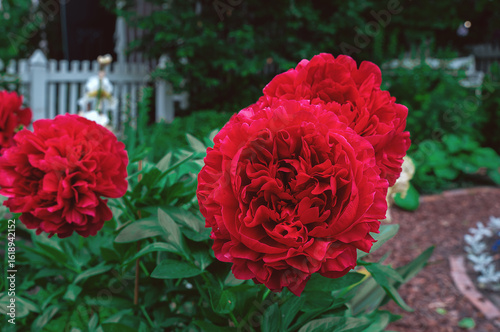 Bright red peony Carol. Ruby-colored large-flowered peony bush in the garden. Close-up