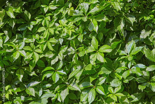 Wallpaper Mural thick and lush background with green plant leaves. Torontodigital.ca