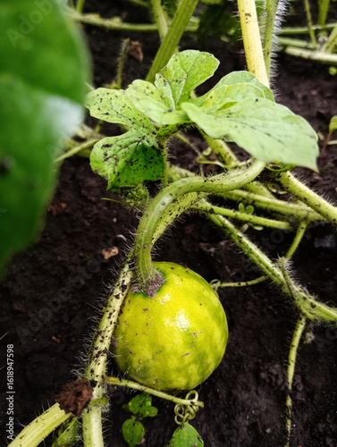 small watermelon, watermelon leaves, watermelon growing in the garden