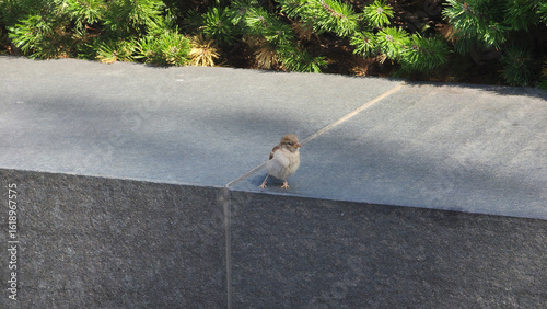 Sparrow on Stone by Green Shrubs