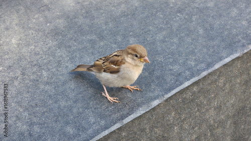 Curious Sparrow on Stone Edge