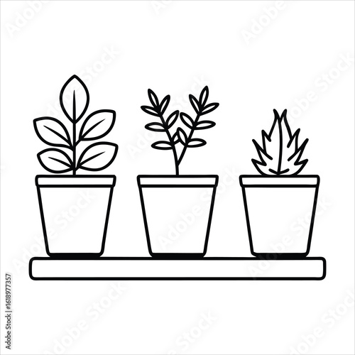 Three potted plants on a shelf green leaves