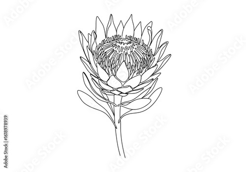 Vector illustration of outline illustration of a king protea flower, isolated on a white background