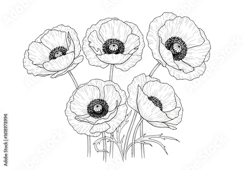 Vector illustration of delicate line drawing of five poppies in bloom, isolated on a white background
