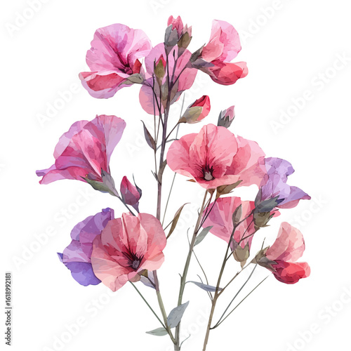 Sweet Pea Flower, watercolor drawing vector, isolated on a white background.