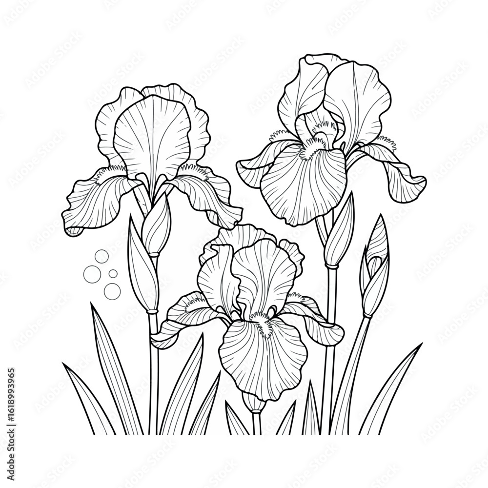 Obraz premium Dutch Iris Flower Illustrations white background.03