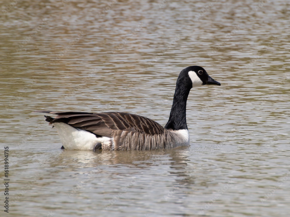 Obraz premium Detailed view of a Canada goose wading, swimming in a lake. Standing feeding on the grass riverbank. goose standing proudly at the edge of a serene lake surrounded by lush green woodland