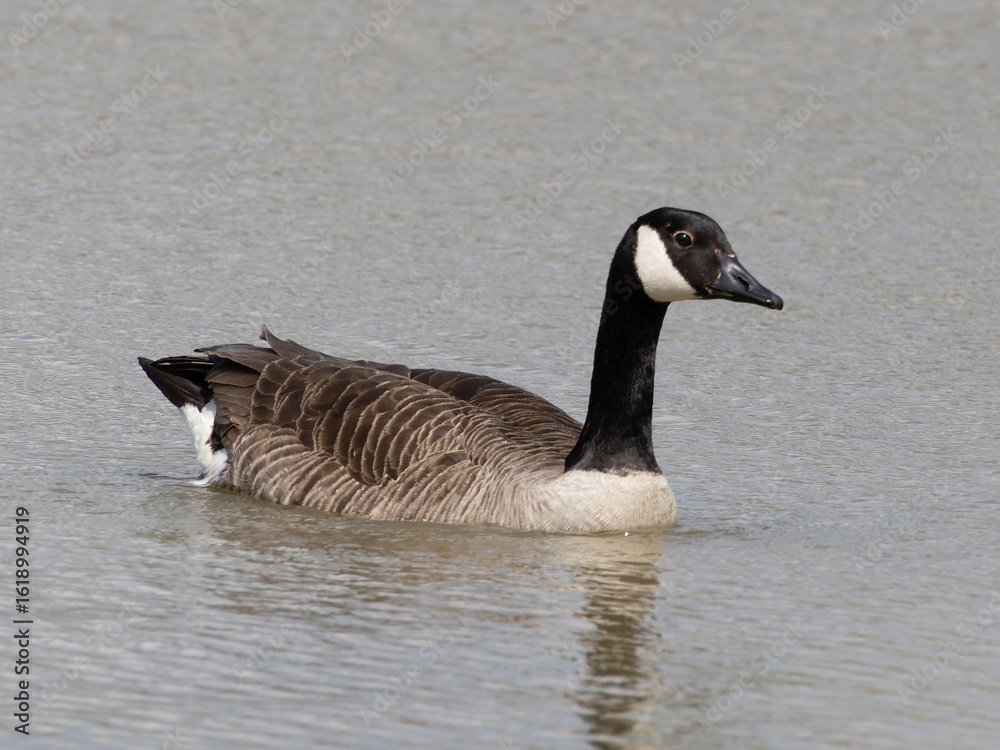Fototapeta premium Detailed view of a Canada goose wading, swimming in a lake. Standing feeding on the grass riverbank. goose standing proudly at the edge of a serene lake surrounded by lush green woodland