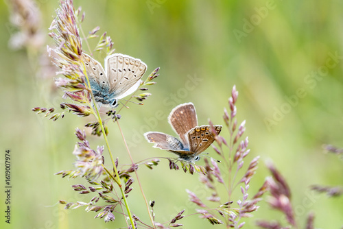 Polyommatus icarus – Deux petits azurés communs sur graminée en fleur, scène macro naturaliste