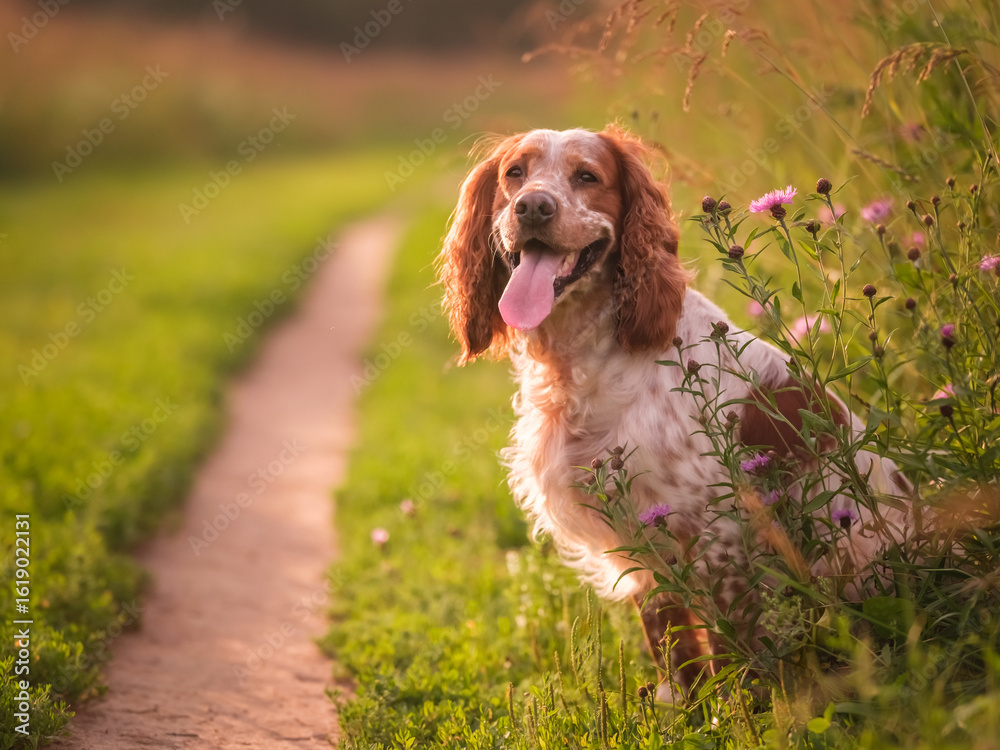 Obraz premium A beautiful spaniel in the rays of the setting sun. The dog sits among the flowers and grass. Russian Spaniel