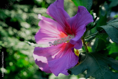 Pink hibiscus
