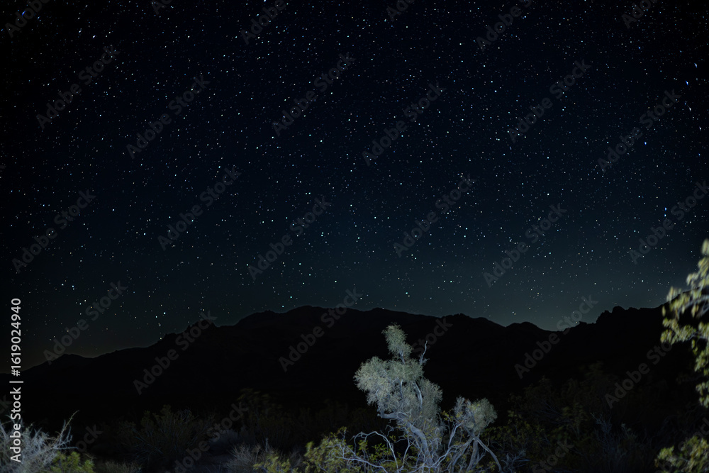 Fototapeta premium Joshua Tree Night Sky 