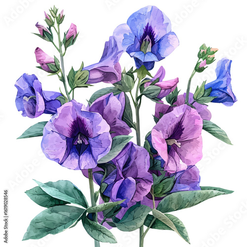 watercolor of Garden Pea Flower, vector, isolated on a white background.