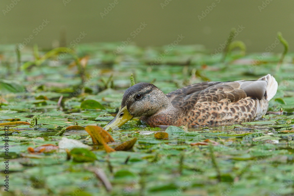 Obraz premium Anas Platyrhynchos aka wild or mallard duck female is eating water plants. Common waterfowl bird in Czech republic.
