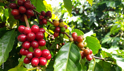 Wallpaper Mural Panoramic image of a coffee plantation with ripe red coffee cherries on the branches. Torontodigital.ca