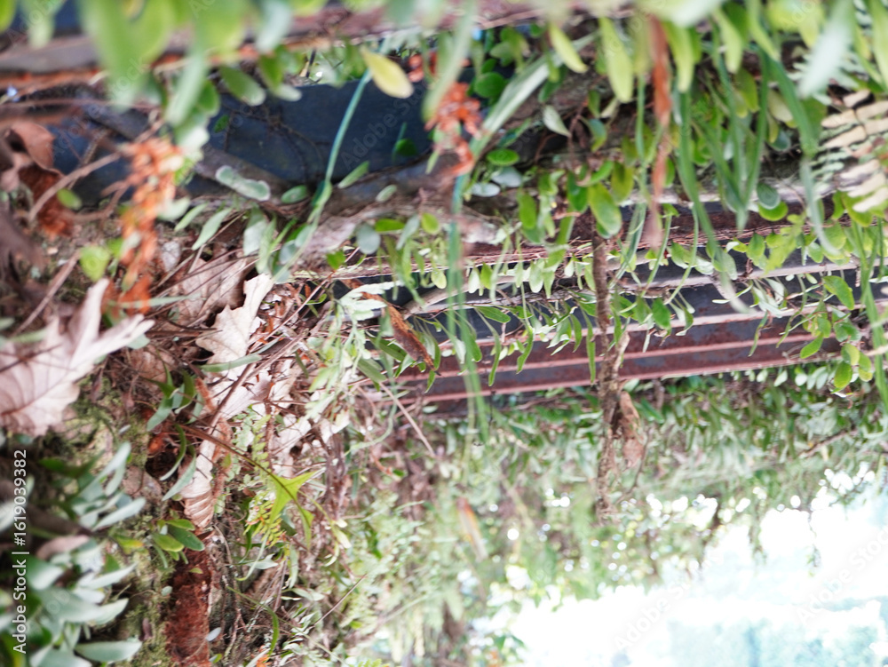 Fototapeta premium Vibrant green foliage cascades over weathered wood and metal structures creating natural beauty