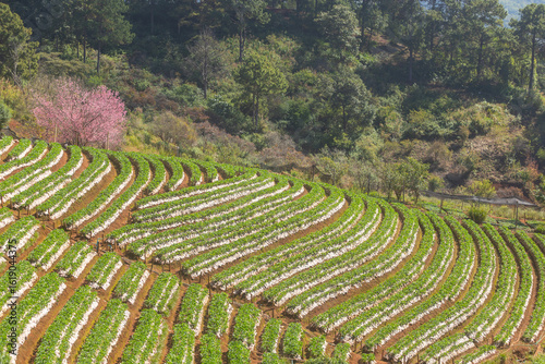 Landscape of Strawberry garden has the form of steps at Doi Ang Khang , Chiang Mai, Thailand.