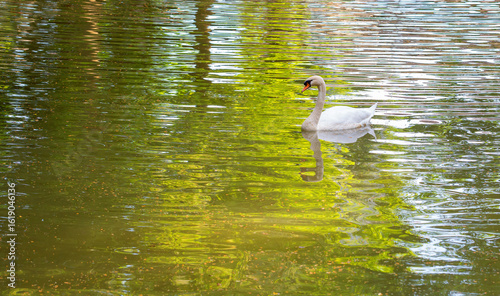 Slika na platnu Elegant white swan gliding gracefully across a serene pond, surrounded by vibran