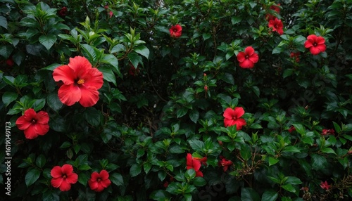 Vibrant red hibiscus flowers bloom in rich, dark green tropical foliage. Detailed close-up captures intricate petals, leaves of exotic plants, creating rich, natural pattern perfect for botanical