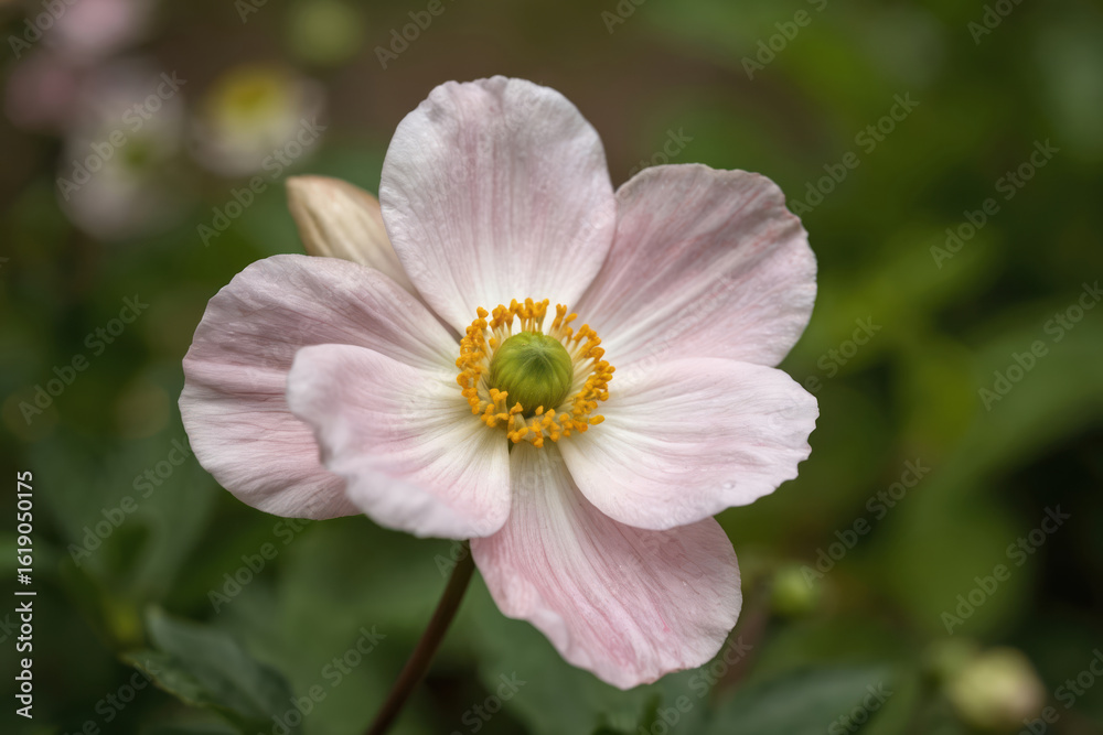 Close-up macro shot of delicate pink Japanese windflower blooming in summer garden. Soft petals with fine lines radiate from bright yellow center, set against blurred green background. Focus on one Close-up macro shot of delicate pink Japanese windflower blooming in summer garden. Soft petals with fine lines radiate from bright yellow center, set against blurred green background. Focus on one