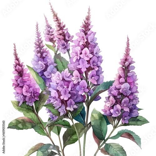 Astilbe Flower, watercolor drawing vector, isolated on a white background.