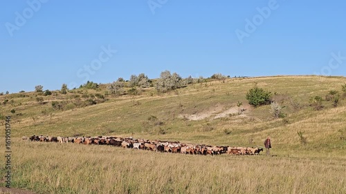 A large group of cows in a field