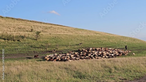A group of animals stand on a grassy hill