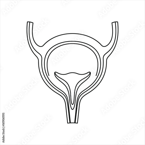 Human urinary bladder and urethra diagram outline human anatomy