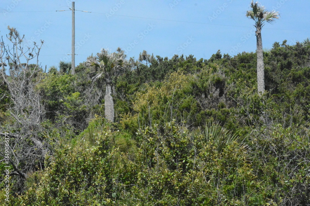 Fototapeta premium Driftwood Talbot Island