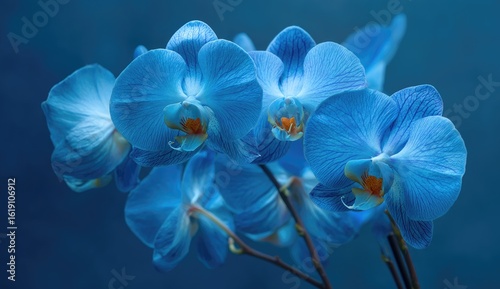 Close-up of vibrant blue orchids