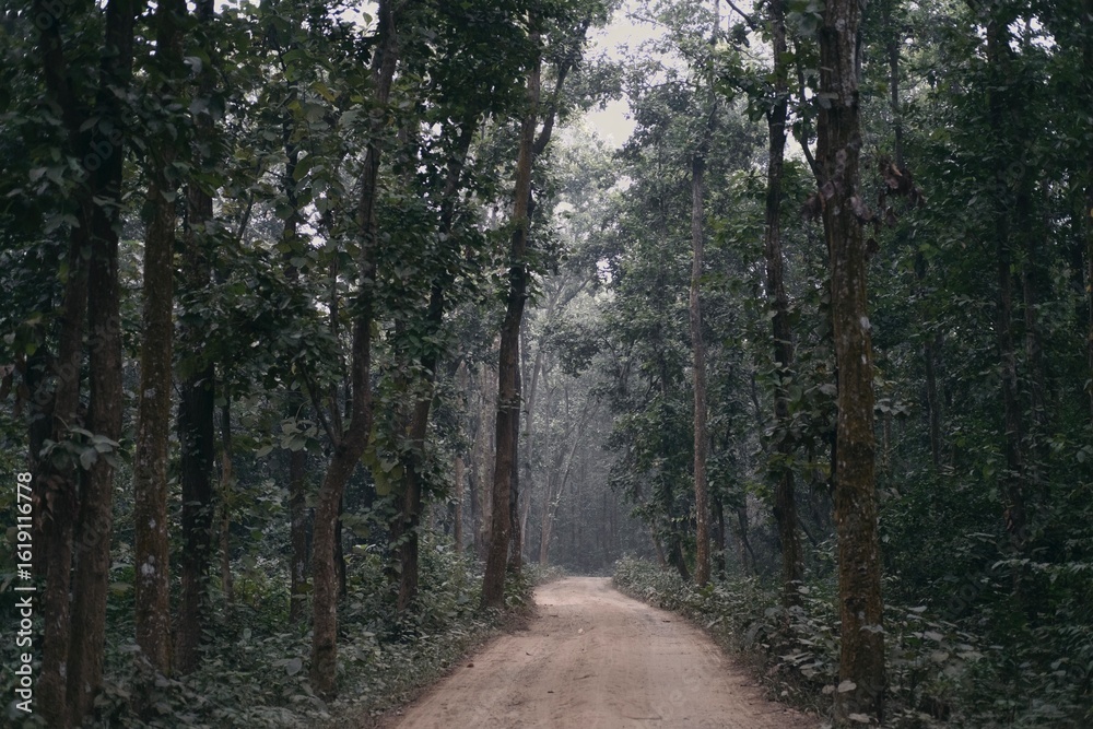 Naklejka premium Path in the woods deep forest