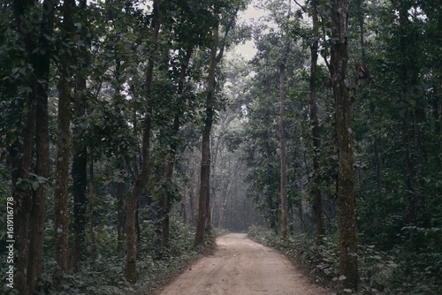 Path in the woods deep forest 