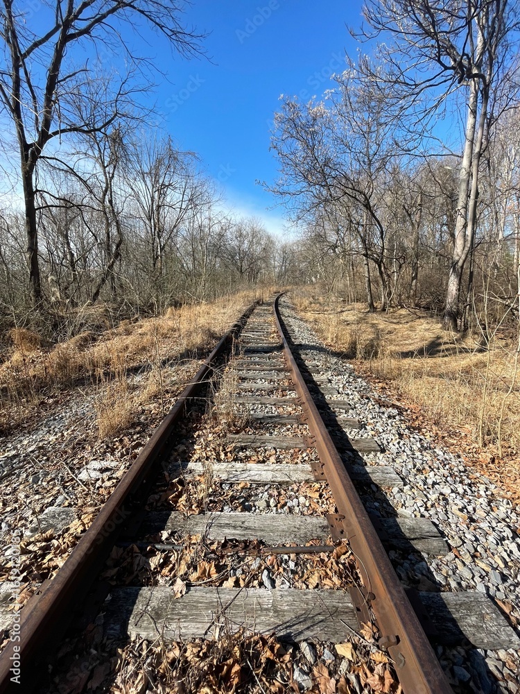 Fototapeta premium railroad tracks in the forest